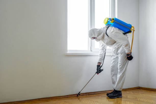 Wasp Removal Services in Laurel Park, NC
