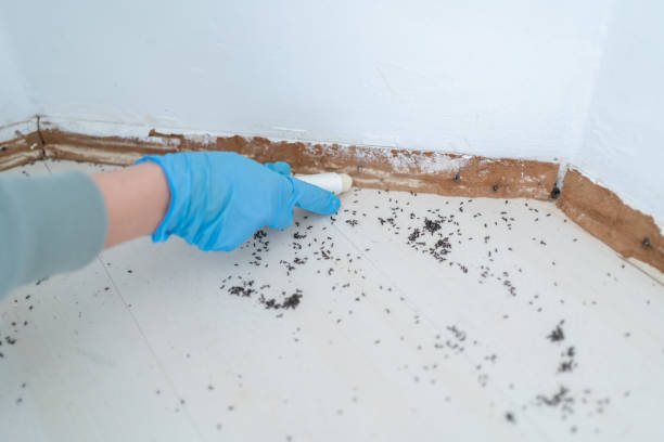 Best Wasp Removal Services  in Laurel Park, NC